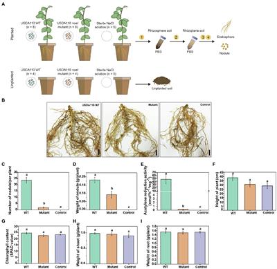 Rhizobium Symbiotic Capacity Shapes Root-Associated Microbiomes in Soybean